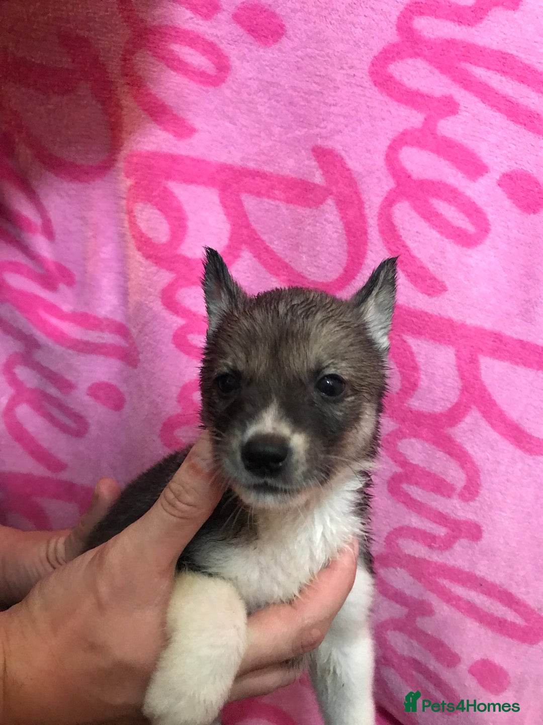 Huskita dogs for sale: Huskita pups  - Image 5