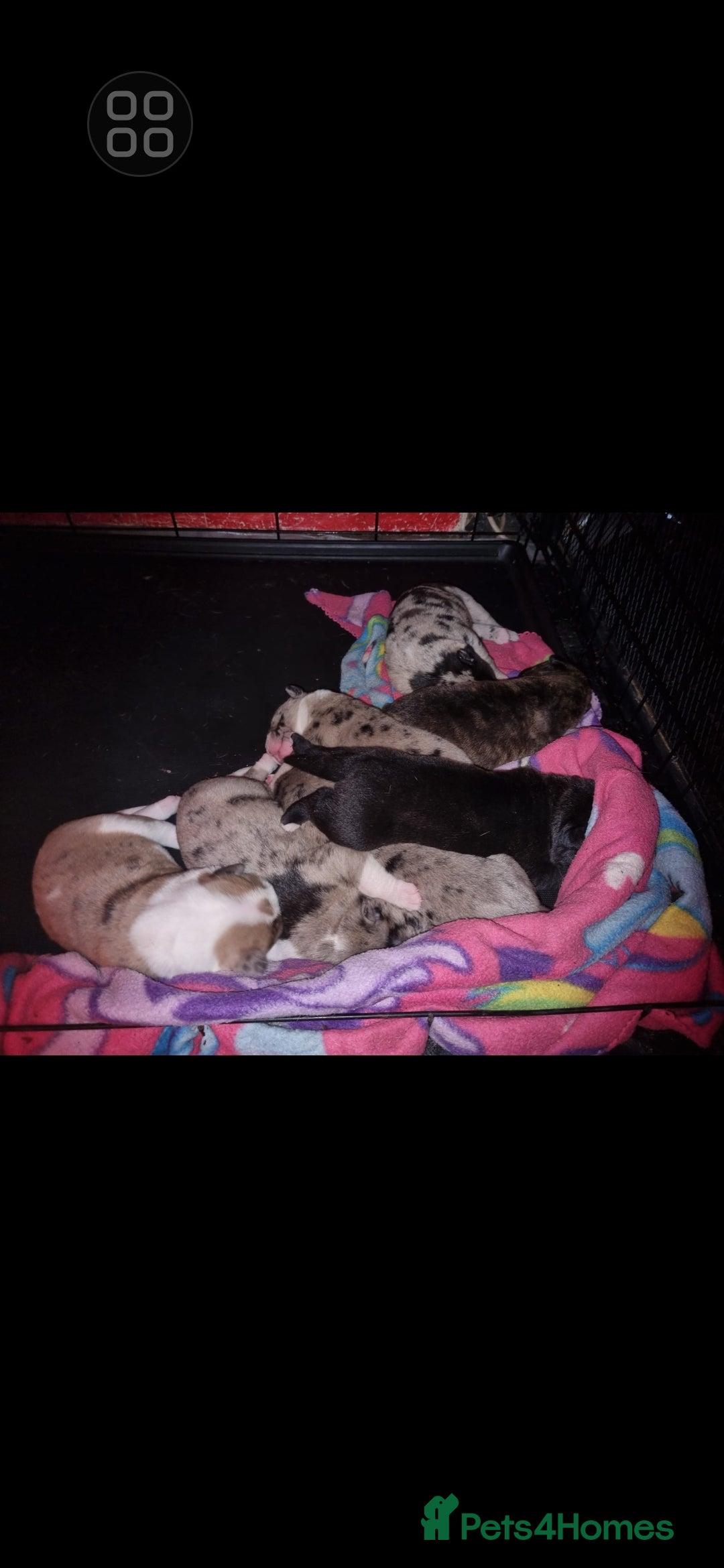 Mixed Breed dogs for sale: alapaha bull dog x  akita  - Image 10