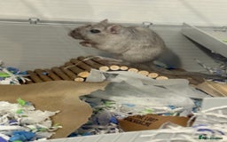 Gerbil rodents for sale: 2 bonded female gerbils needing rehoming ASAP - Image 2