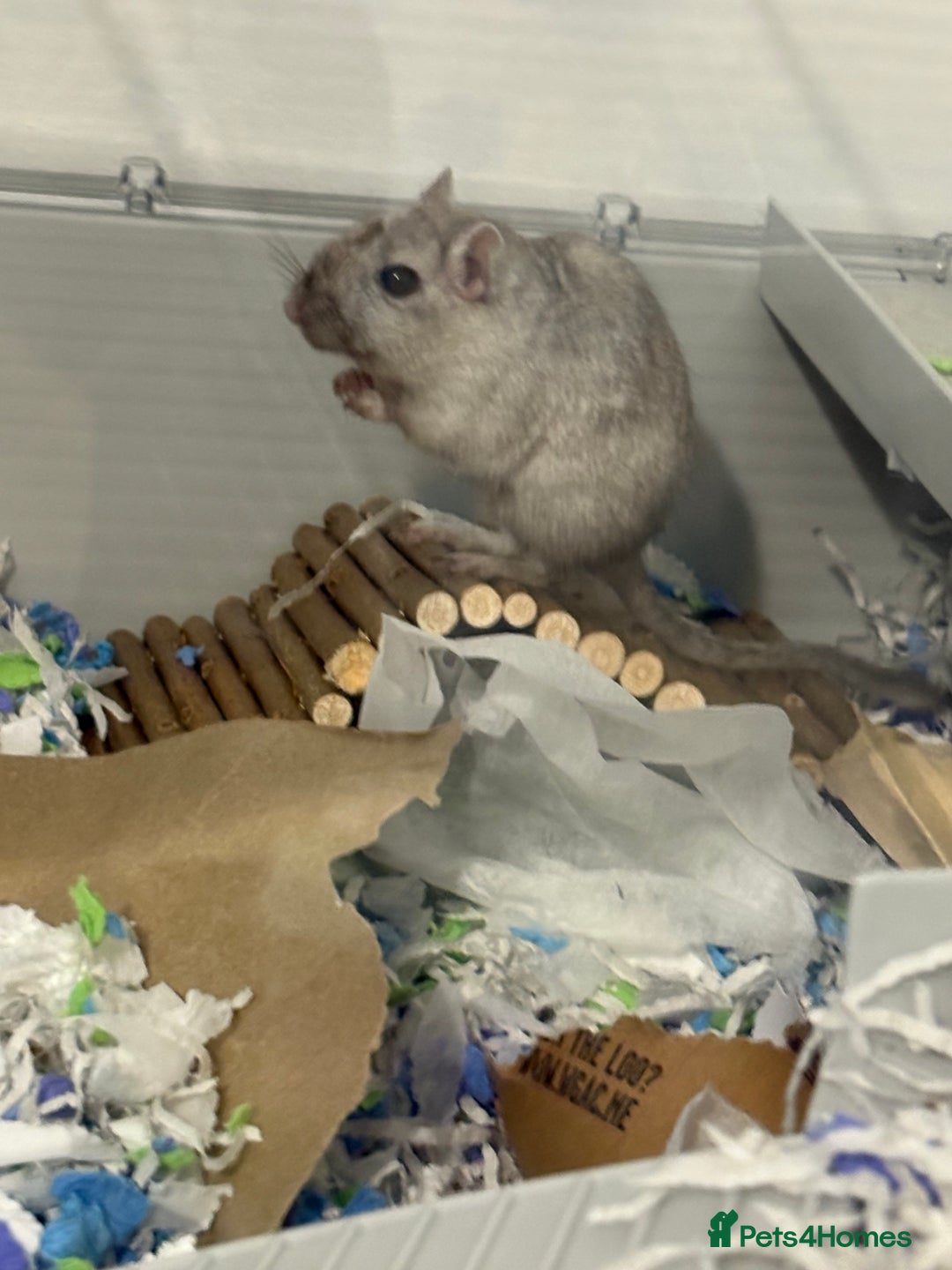 Gerbil rodents for sale: 2 bonded female gerbils needing rehoming ASAP - Image 2