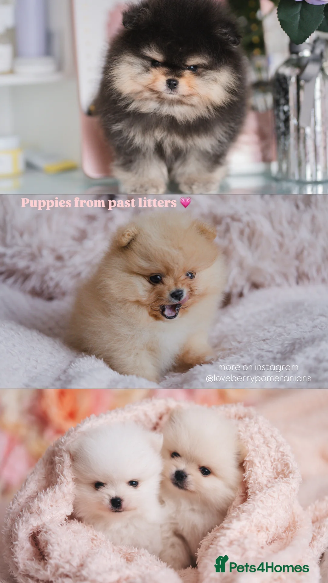 Pomeranian dogs for sale: Pomeranian Boys Available to Reserve - Advert 11