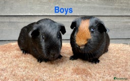 Guinea Pig rodents for sale: Updated - Various breeds - pairs/single - Image 1