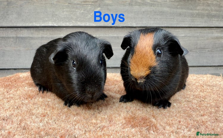 Guinea Pig rodents - Advert 7