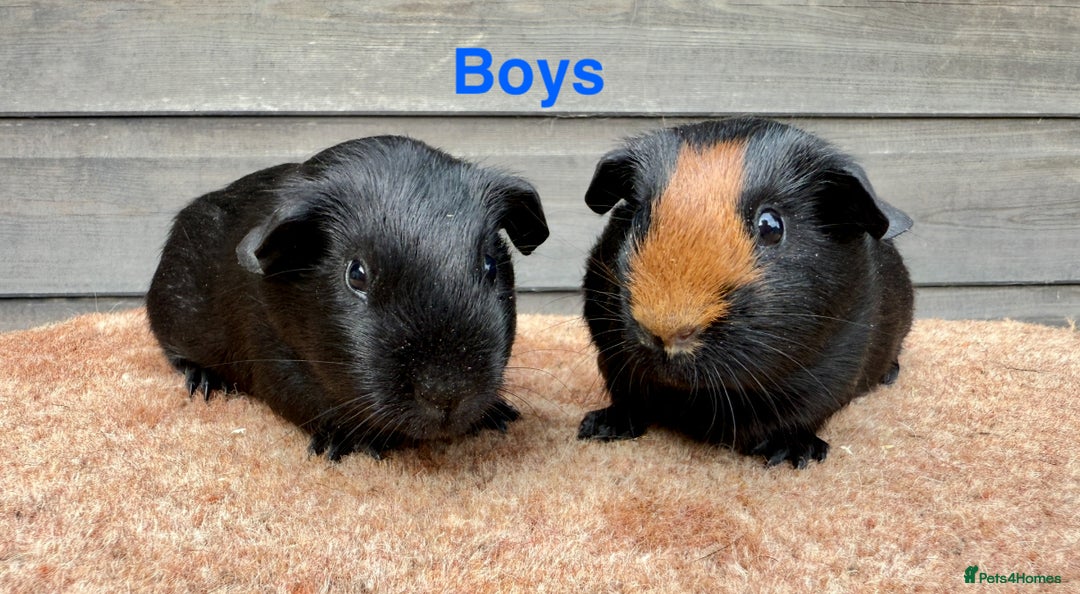 Guinea Pig rodents for sale: Updated - Various breeds - pairs/single - Image 1