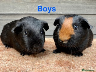 Guinea Pig rodents - Advert 6