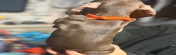 Dachshund dogs for sale: Mini dachshund puppys in Stoke-on-Trent - Advert 3