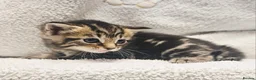 Mixed Breed cats for sale: 3 Gorgeous Kittens - Advert 11