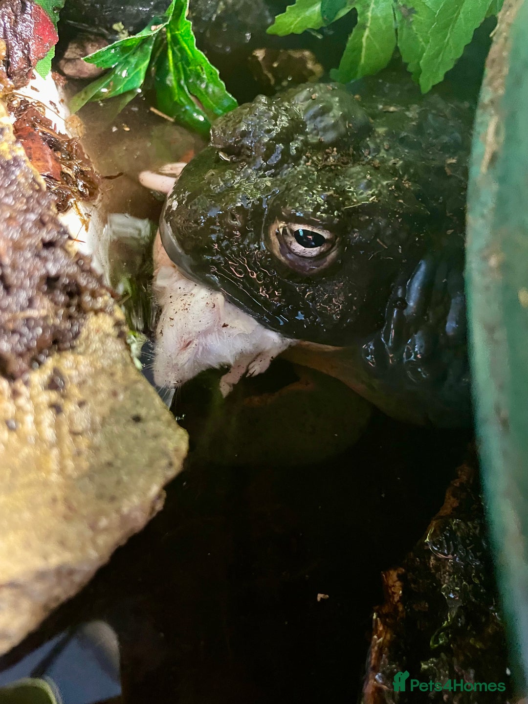 Frog reptiles for sale: Male African bullfrog - Advert 2