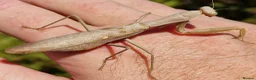 Praying Mantis invertebrates for sale: Various Praying Mantis. PLEASE READ FULL ADVERT.  - Advert 4