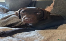 Labrador Retriever dogs for sale: Chocolate labrador puppy - Image 3