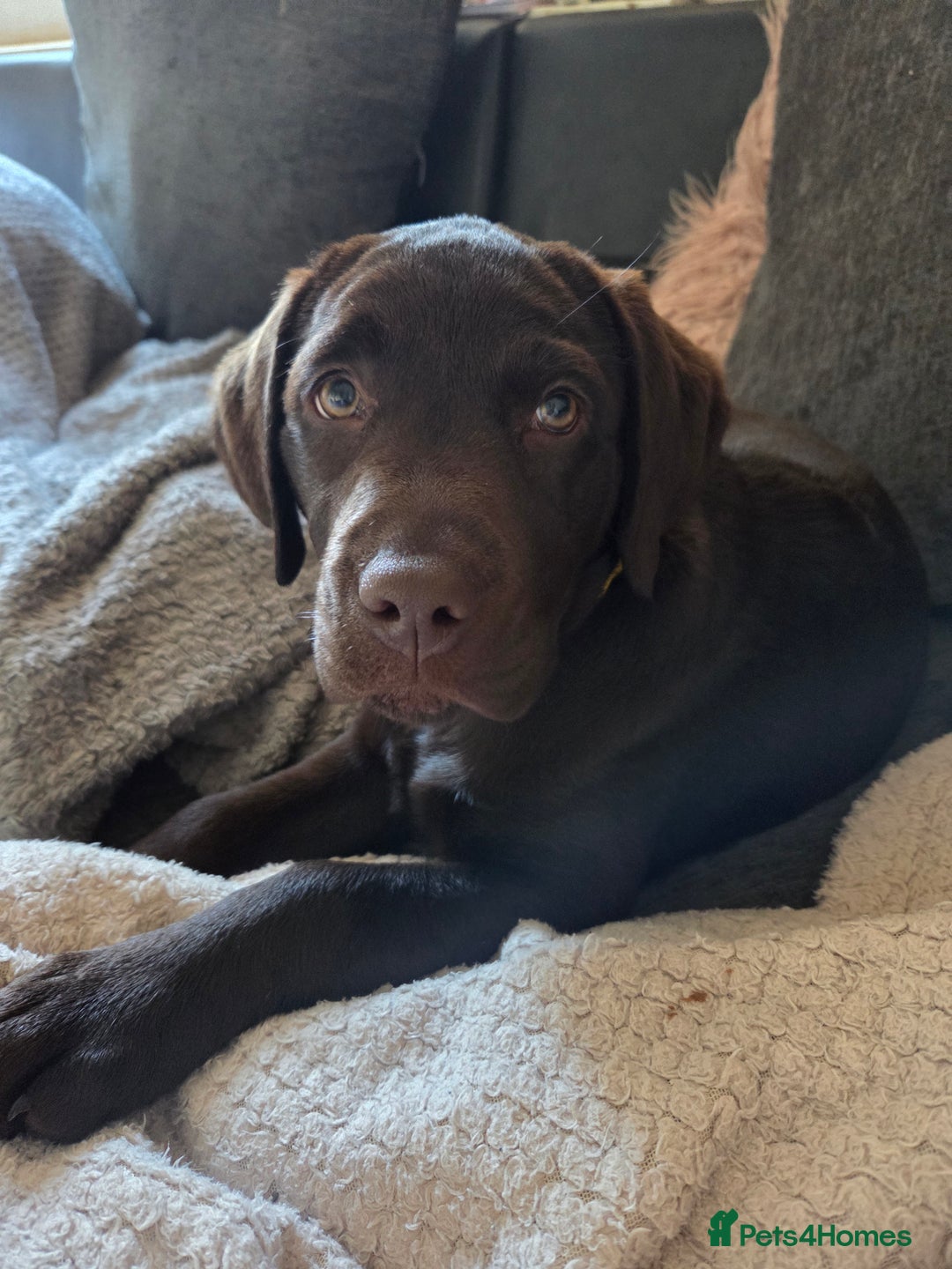 Labrador Retriever dogs for sale: Chocolate labrador puppy - Image 3