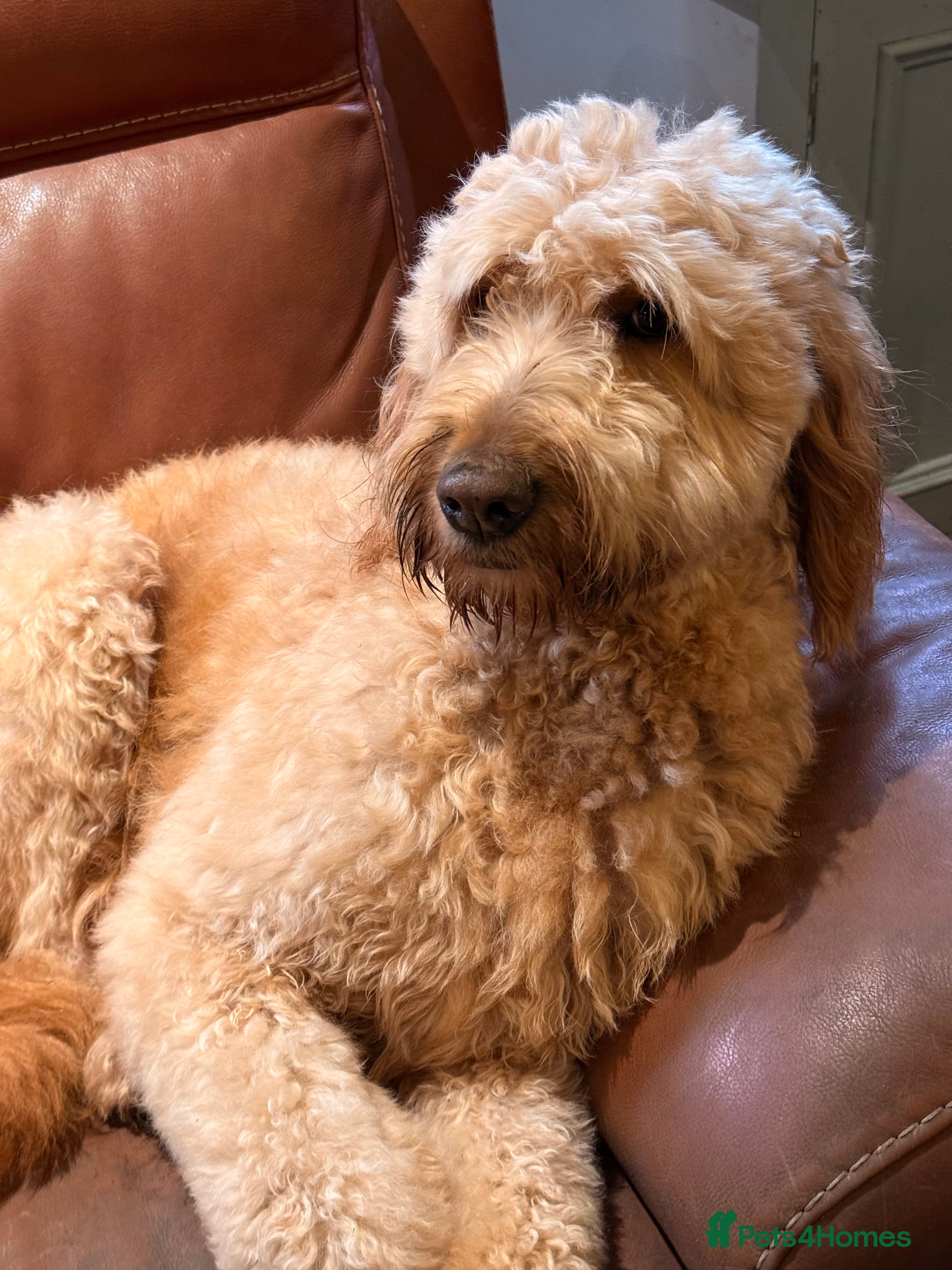 Goldendoodle dogs Goldendoodle girl pup ready to leave standard  - Advert 1