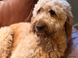 Goldendoodle dogs for sale: Goldendoodle girl pup ready to leave standard - Advert 2