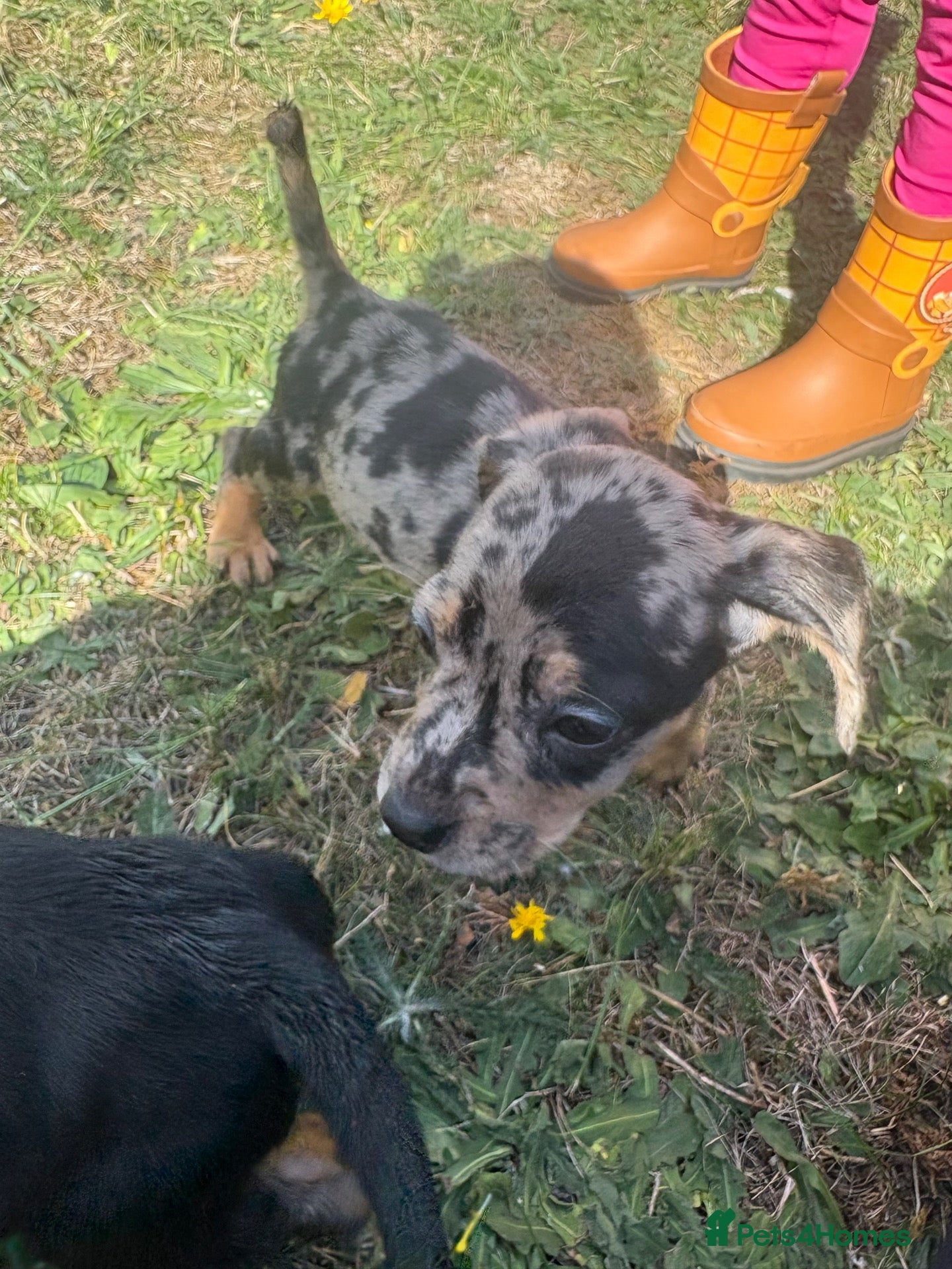 Mixed Breed dogs 2 gorgeous girls READY NOW - Advert 7
