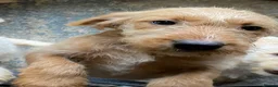 Labradoodle dogs for sale: Beautiful Labradoodle Puppies For Sale - Advert 6