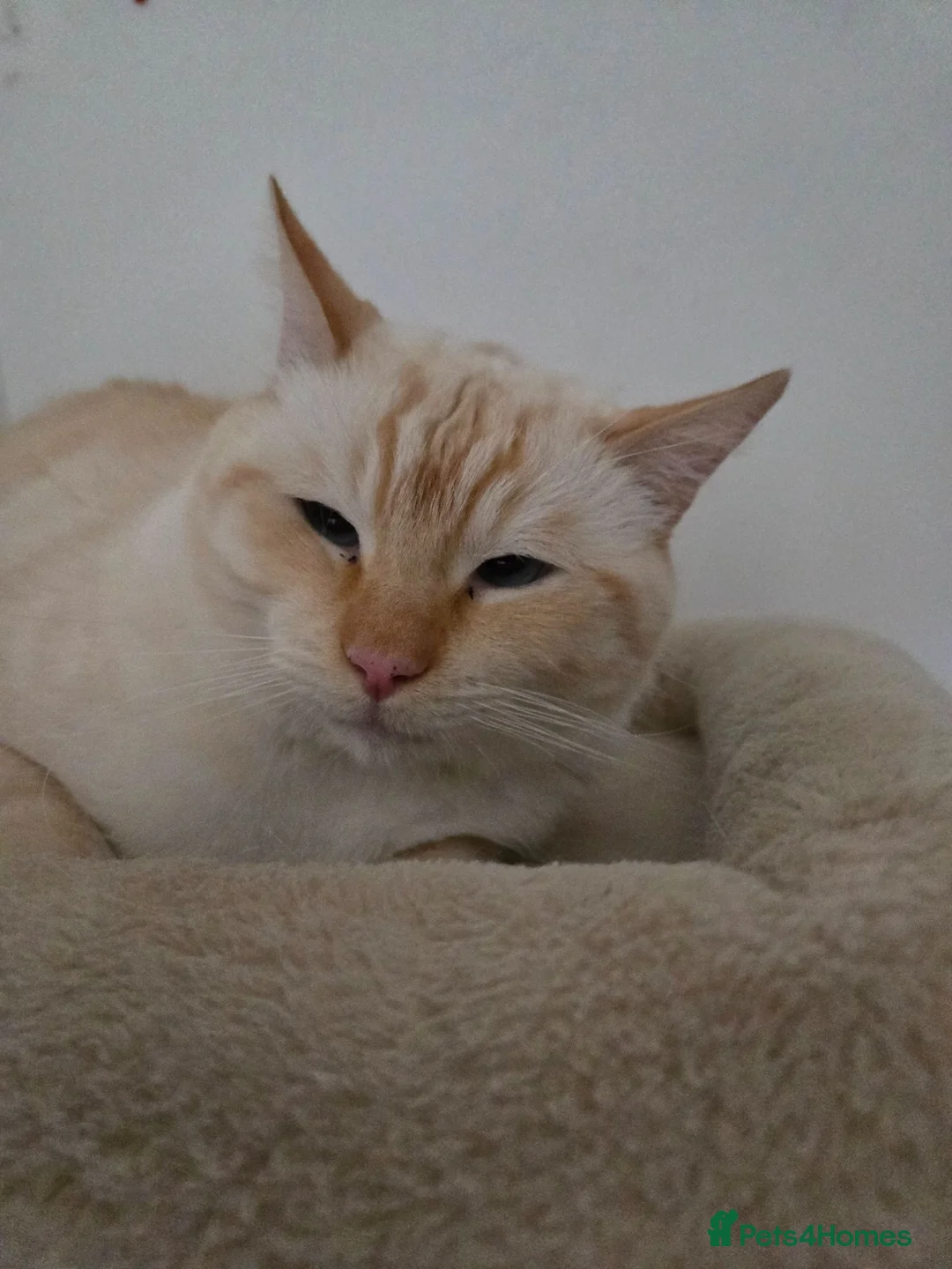 British Shorthair cats for sale: Red Point British Shorthair Cat  - Advert 6