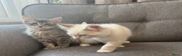 Siberian cats for sale: Beautiful Pure Siberian Kittens - Hypoallergenic - Advert 4