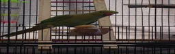 Ringnecks birds for sale: 9 month old indian ringneck parrot male - Advert 2