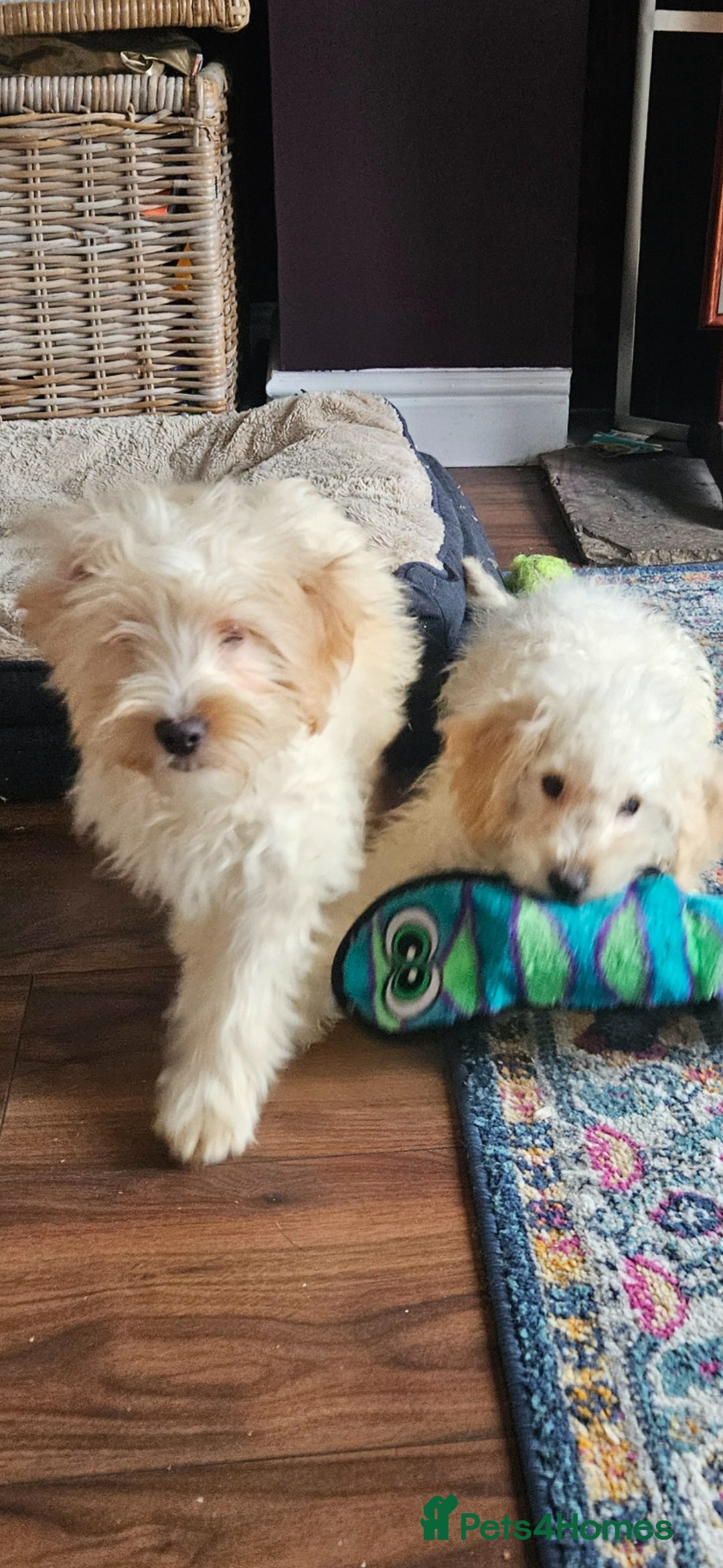 Cockapoo dogs Cockapoo - Advert 5