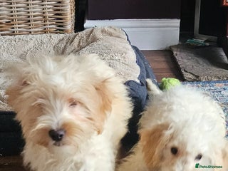 Cockapoo dogs Cockapoo - Advert 5