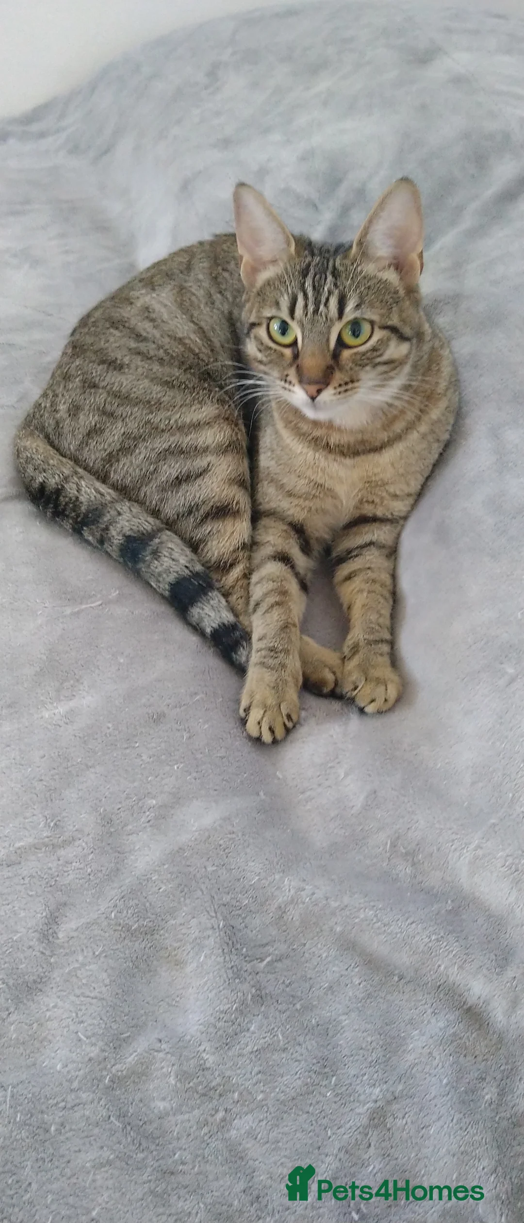 Mixed Breed cats for sale: 5 Beautiful Tabby Kittens For Sale  - Advert 1