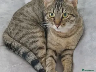 Mixed Breed cats 5 Beautiful Tabby Kittens For Sale - Advert 5