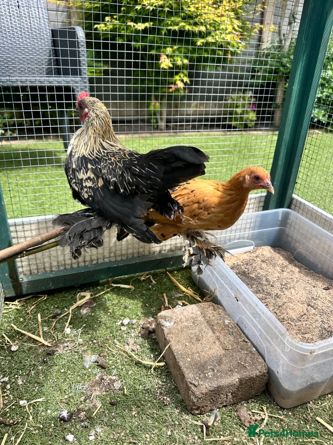 Chickens poultry for sale: 3 lovely Sablepoot hens and a cockerel in Nottingham - Advert 3