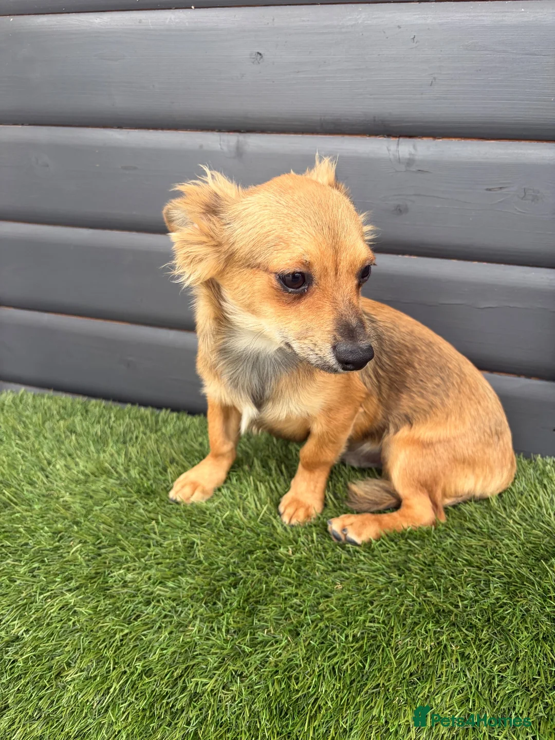 Jack Chi dogs for sale: Chijacks for sale  - Advert 1