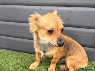 Jack Chi dogs Chijacks for sale - Advert 1