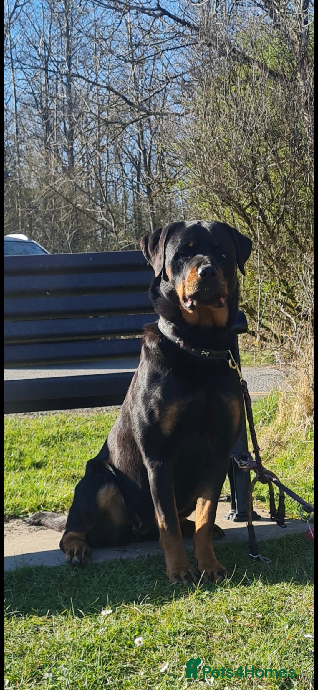 Rottweiler dogs for sale: Rottweiler puppies  - Advert 5