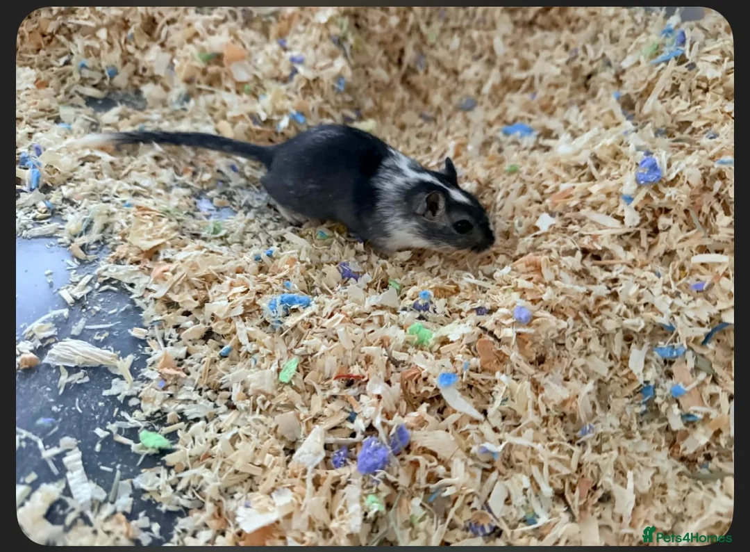 Gerbil rodents for sale: 2 lovely gerbils for sale with cage  - Advert 1
