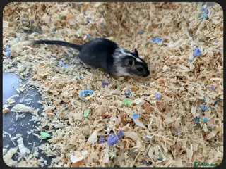 Gerbil rodents 2 lovely gerbils for sale with cage - Advert 1