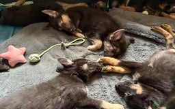 German Shepherd dogs for sale: German Shepherd puppies for sale - Image 5