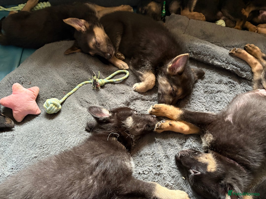 German Shepherd dogs for sale: German Shepherd puppies for sale - Image 5