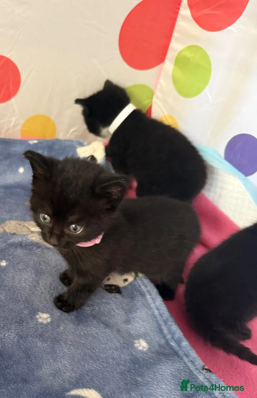 Mixed Breed cats for sale: Only 2 male Kittens left.  ** .  in Sheffield - Advert 1