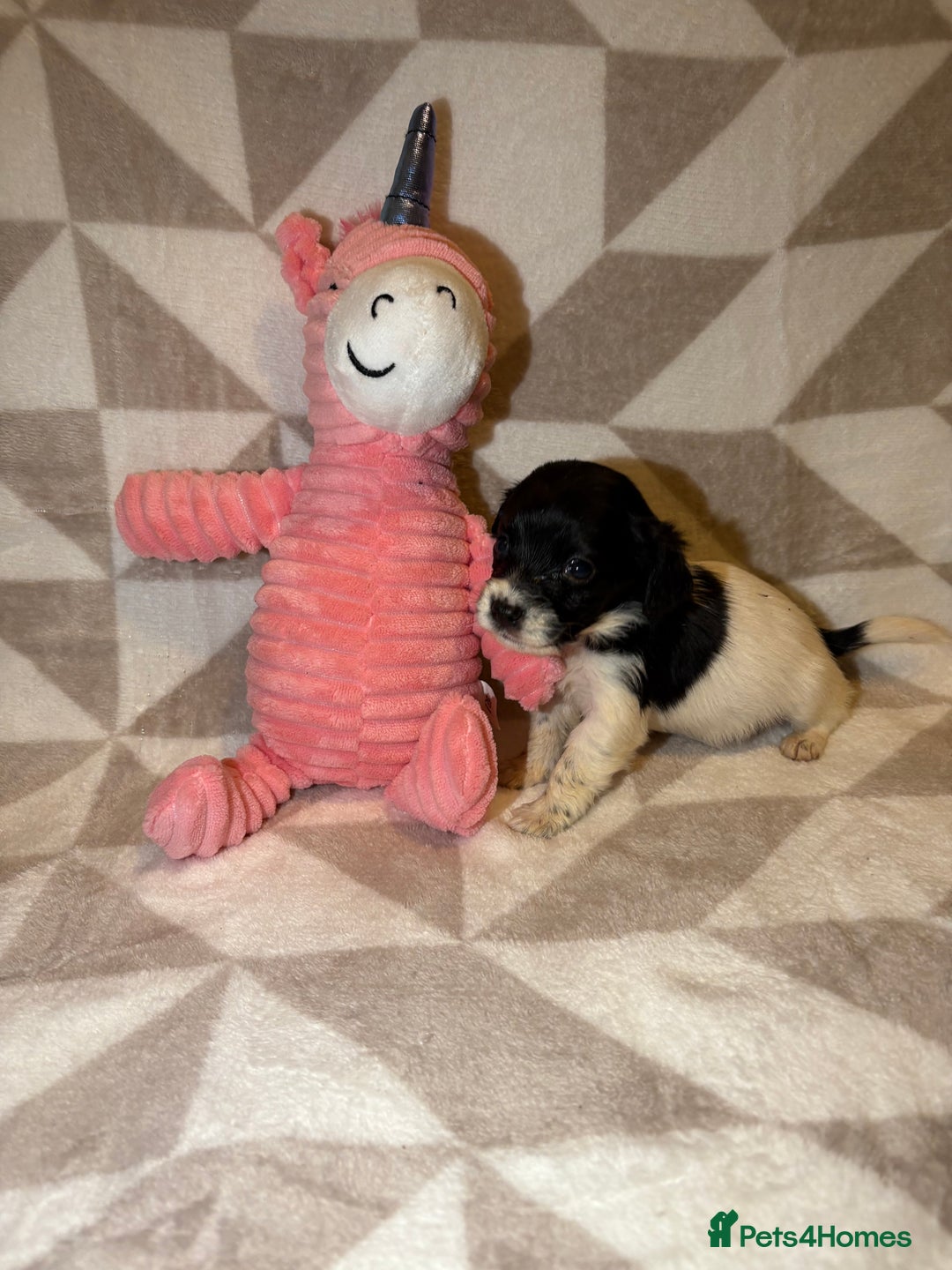 Cockapoo dogs for sale: Stunning cockapoo puppies  - Advert 10