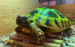 Hermann Tortoise reptiles for sale: Herman tortoises  - Image 4
