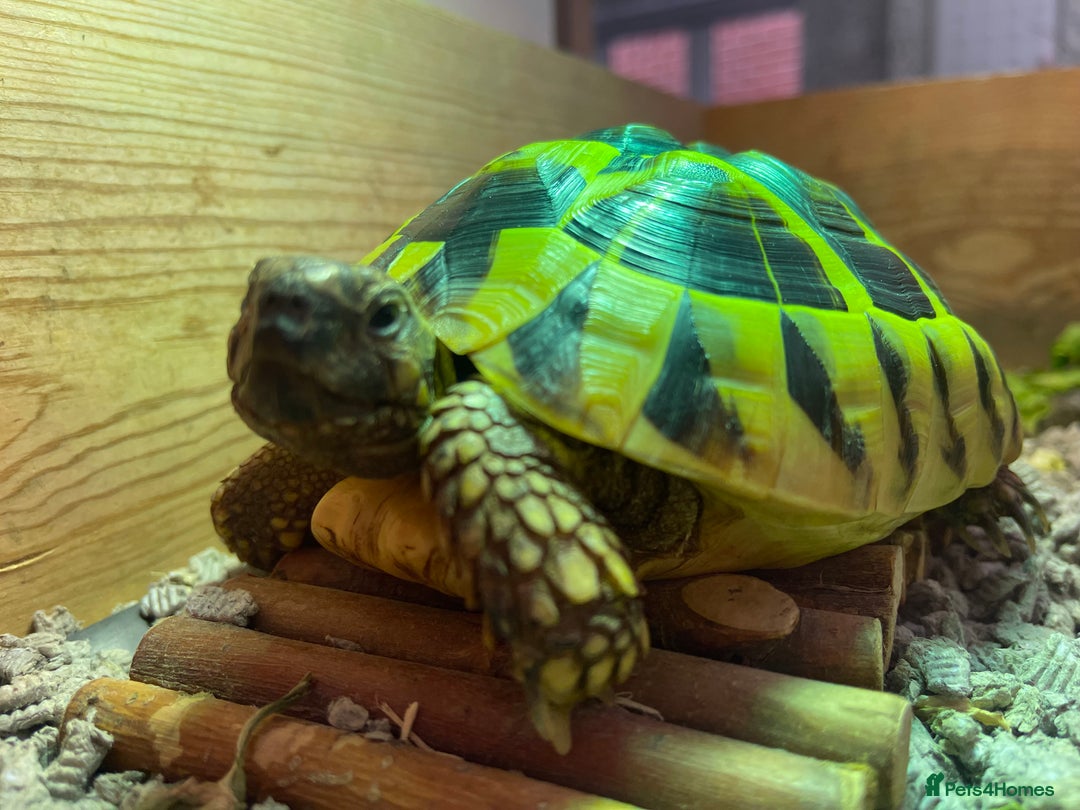 Hermann Tortoise reptiles for sale: Herman tortoises  - Image 4