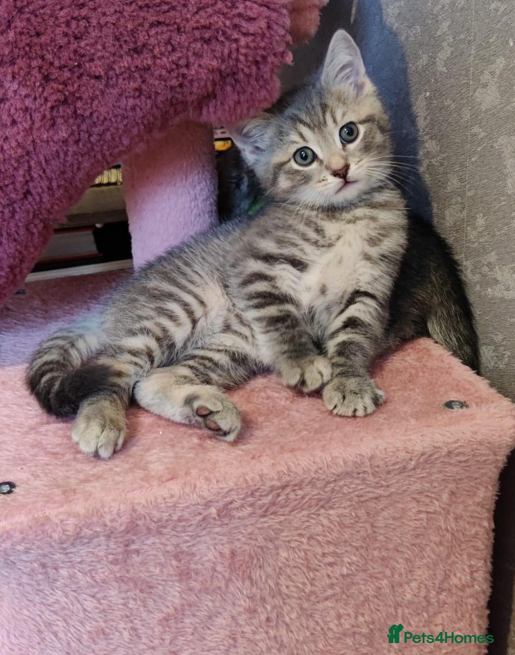 Mixed Breed cats Beautiful Russian Blue kittens 8 weeks - Advert 18