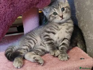 Mixed Breed cats Beautiful Russian Blue kittens 8 weeks - Advert 18