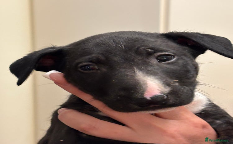 English Bull Terrier dogs - Advert 2