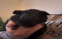 Guinea Pig rodents for sale: Peruvian and short haired sows for sale  - Image 13