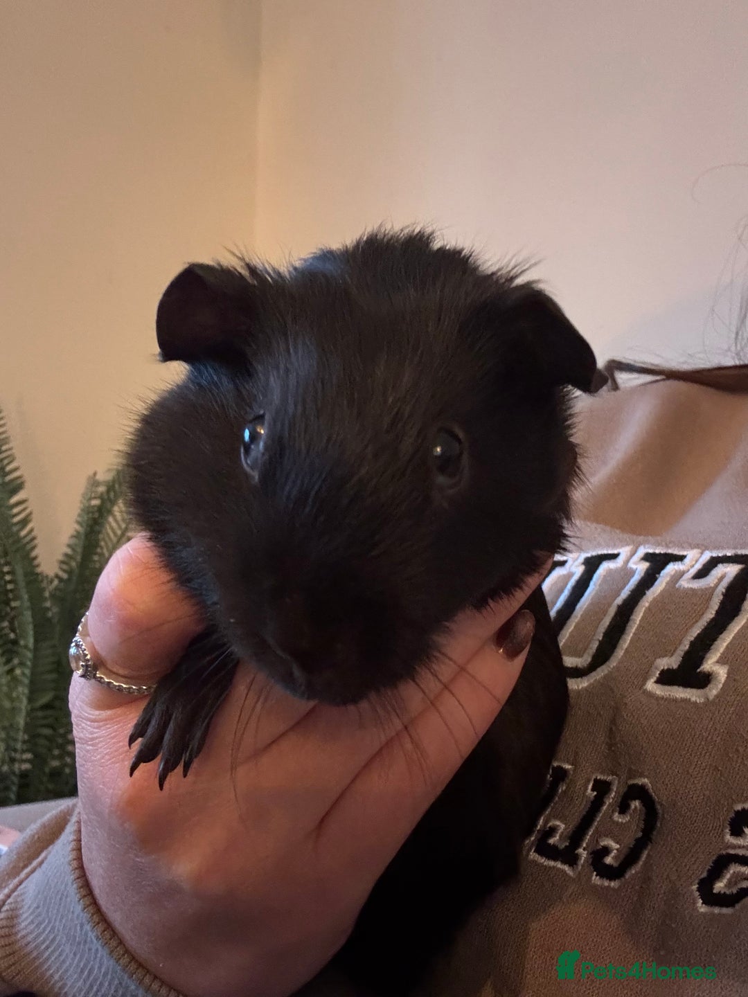 Guinea Pig rodents for sale: Peruvian and short haired sows for sale  - Image 13
