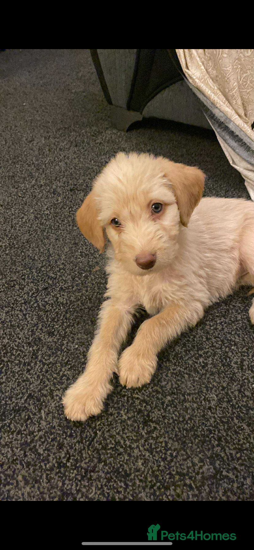 Labradoodle dogs Beautiful labradoodles - Advert 6