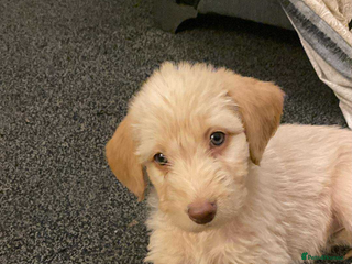 Labradoodle dogs for sale: Beautiful labradoodles - Advert 1