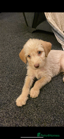 Labradoodle dogs Beautiful labradoodles - Advert 2