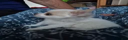Chihuahua dogs for sale: Stunning Long-Haired Chihuahua Puppies in Guildford - Advert 36