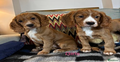 Cocker Spaniel dogs - Advert 10