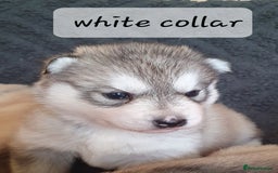 Siberian Husky dogs for sale: KC litter 5* rating by buyers REDUCED  - Image 9