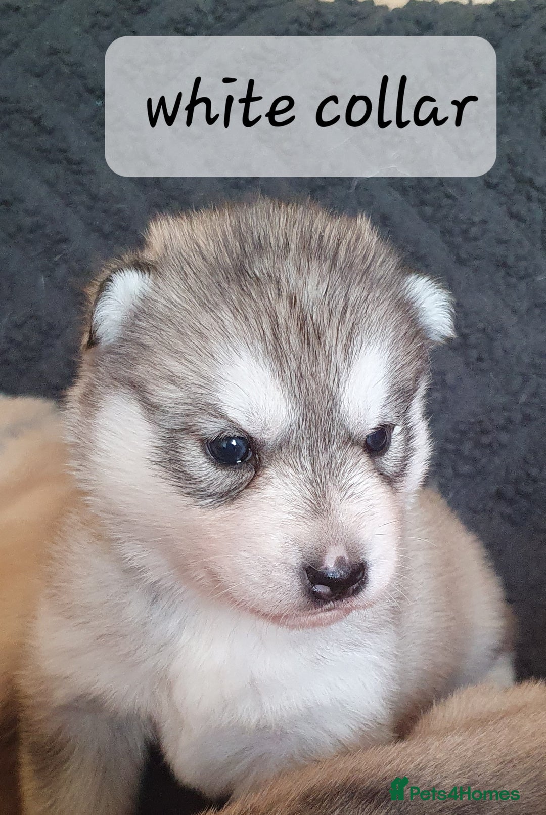 Siberian Husky dogs for sale: KC litter 5* rating by buyers REDUCED  - Image 9